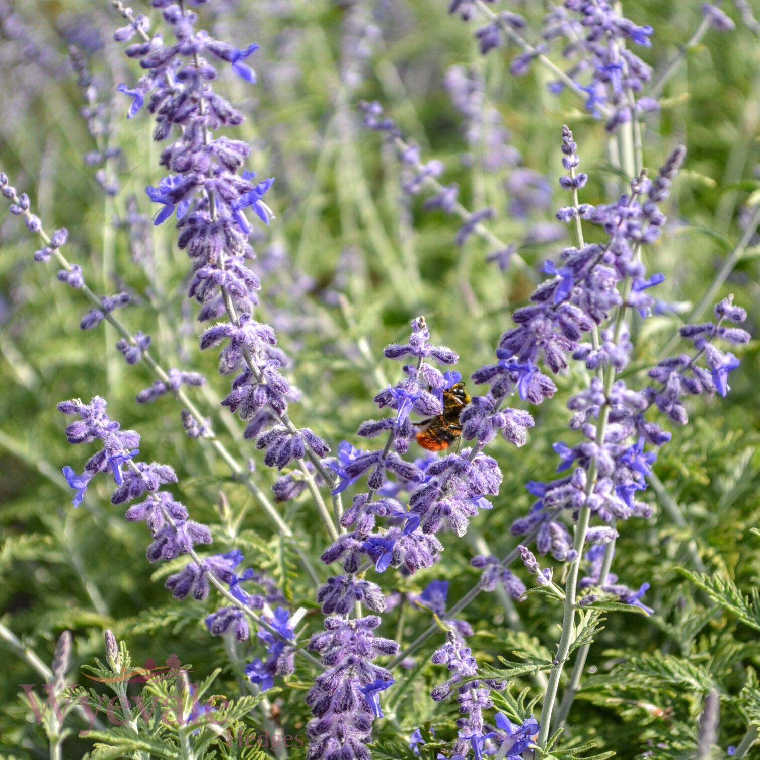 Perovskia (Russian sage) 'Blue Spire'
