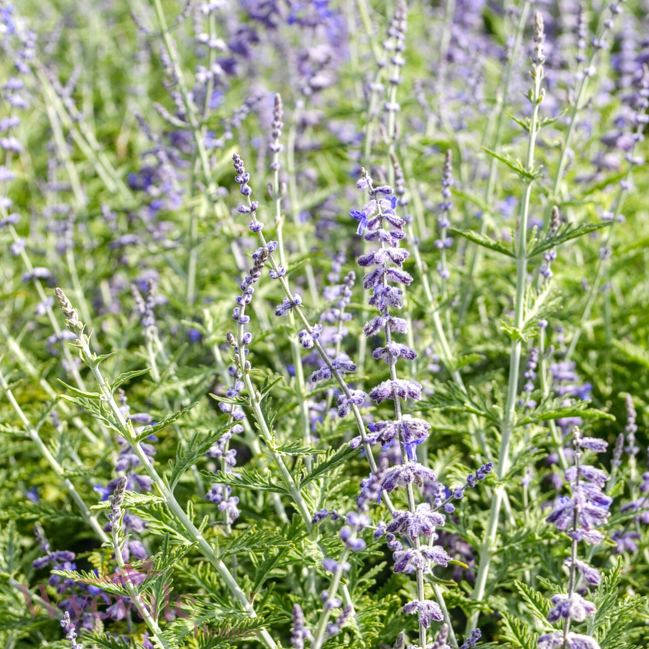 Perovskia (Russian sage) 'Blue Spire'