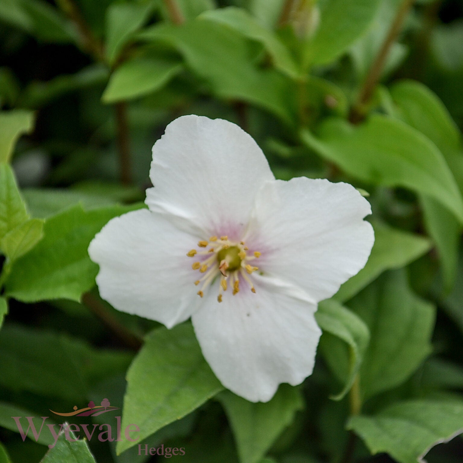 Philadelphus (Mock orange) 'Belle Etoile'