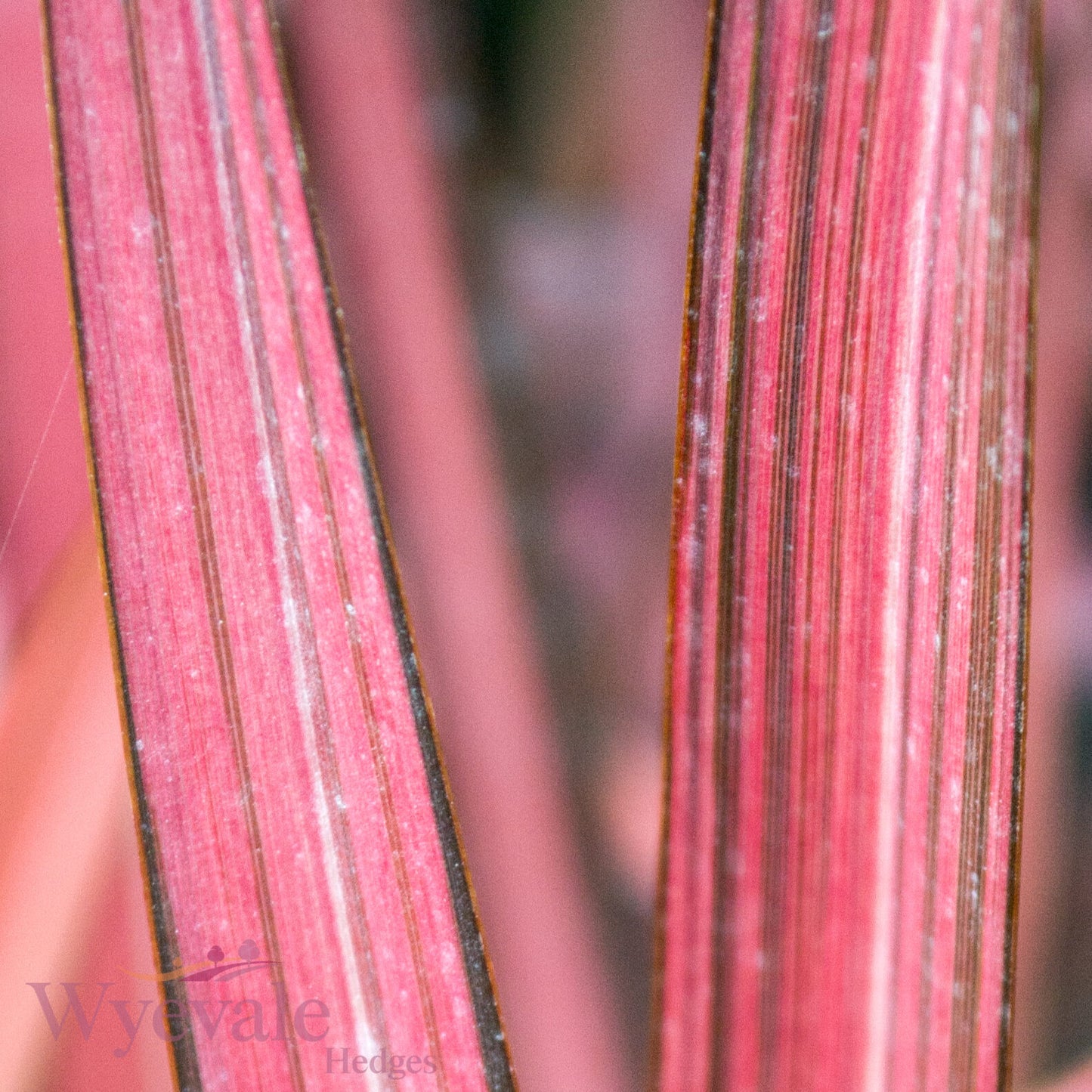 Phormium (New Zealand Flax) 'Evening Glow'