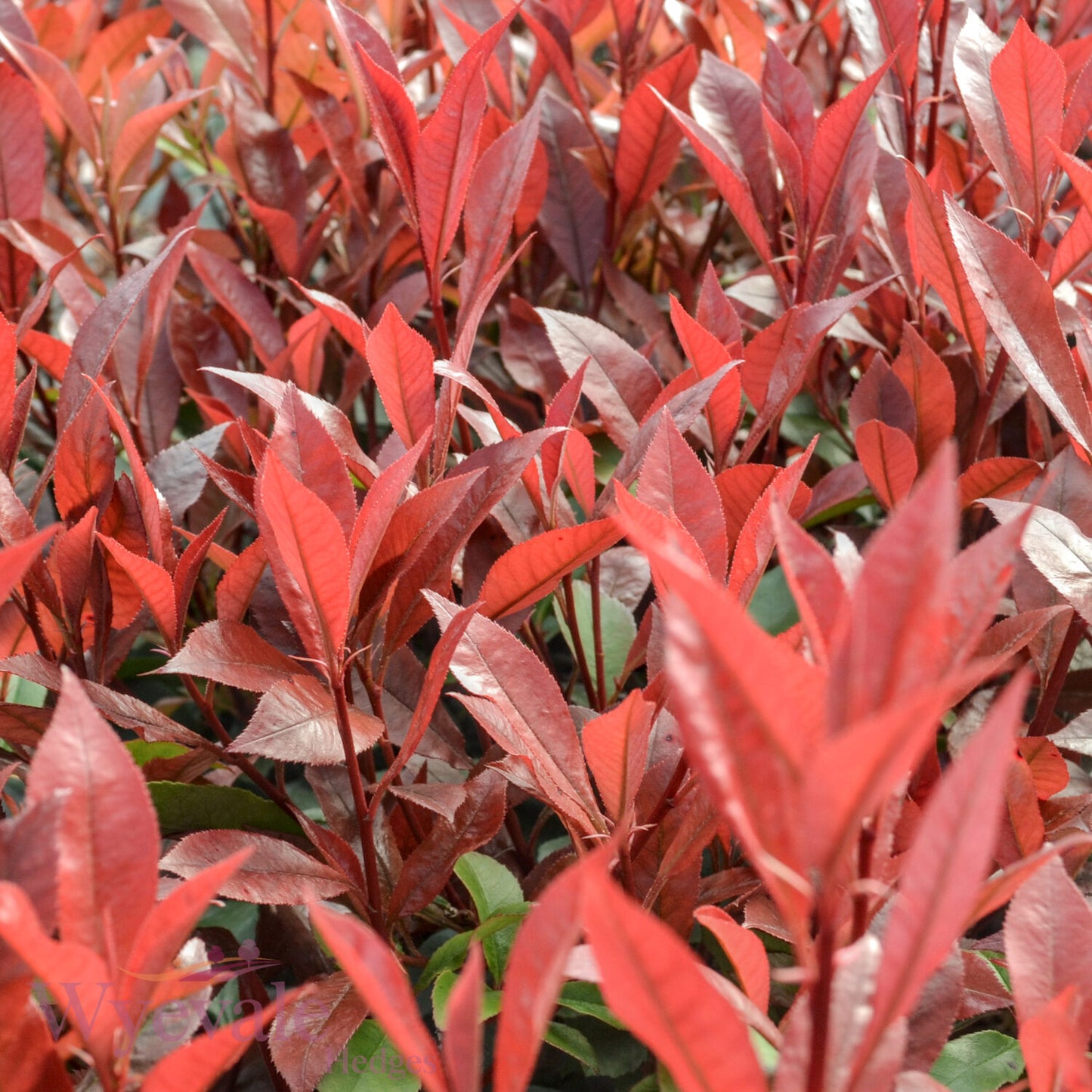 Photinia x fraseri (Red robin) 'Carre Rouge'