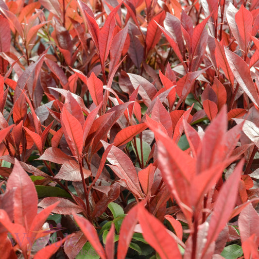 Photinia x fraseri (Red robin) 'Carre Rouge'