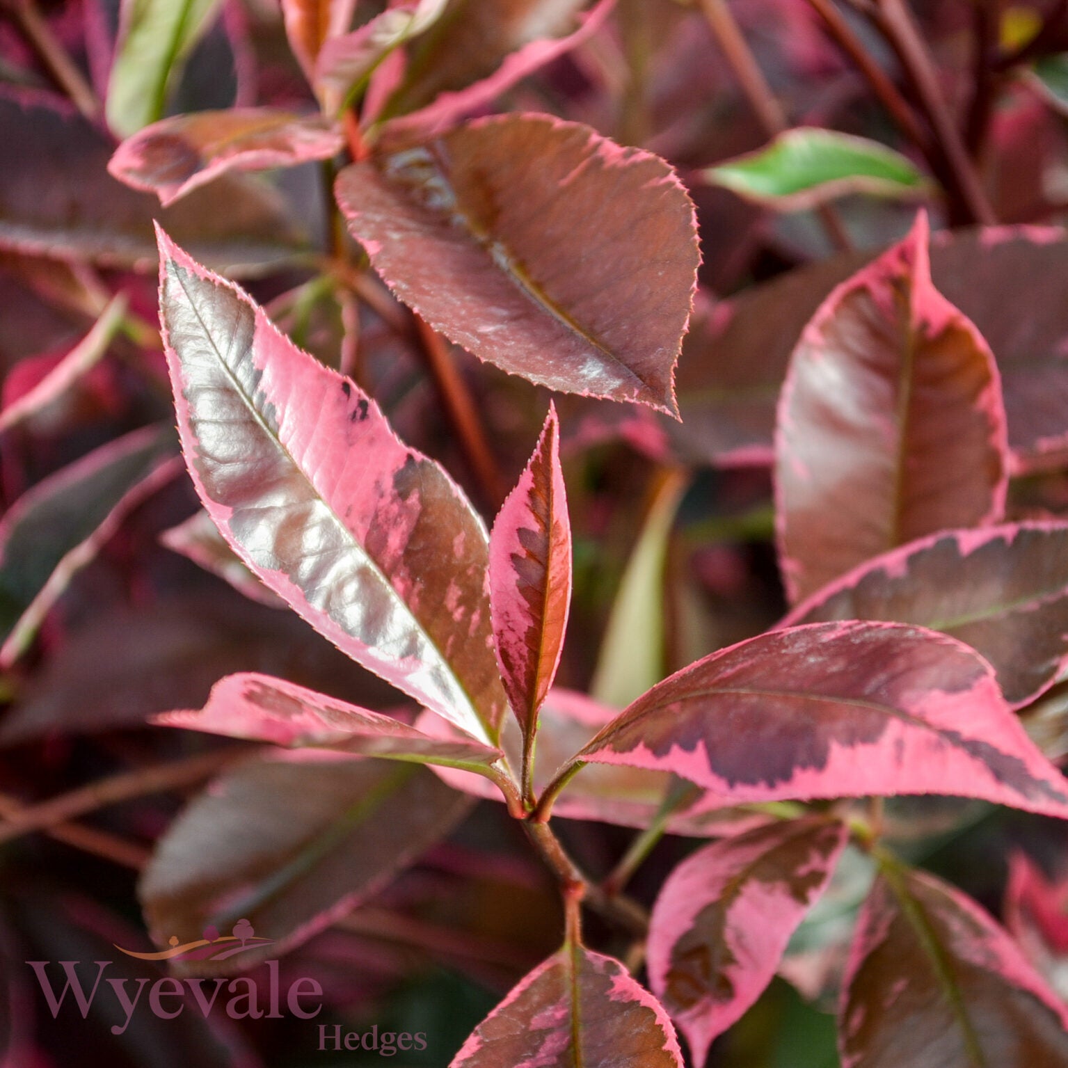 Photinia x fraseri (Red Robin) 'Louise'