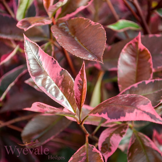 Photinia x fraseri (Red Robin) 'Louise'