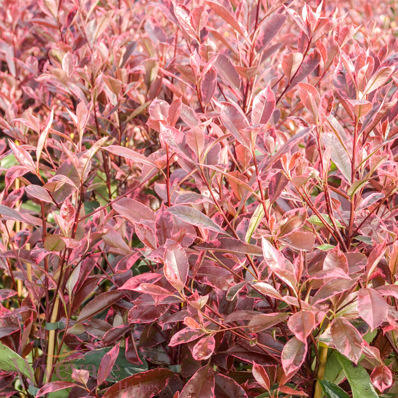 Photinia x fraseri (Red Robin) 'Louise'