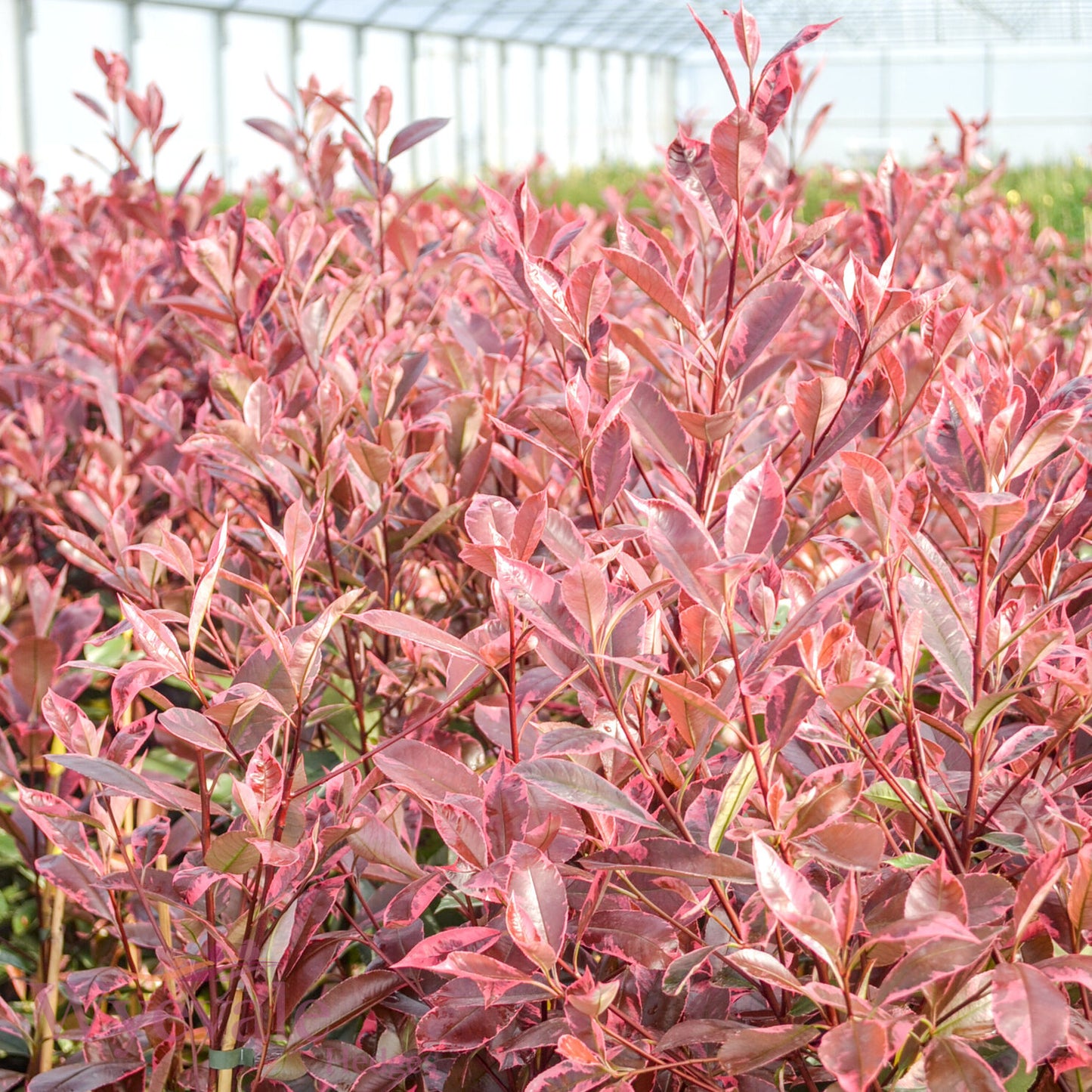 Photinia x fraseri (Red Robin) 'Louise'