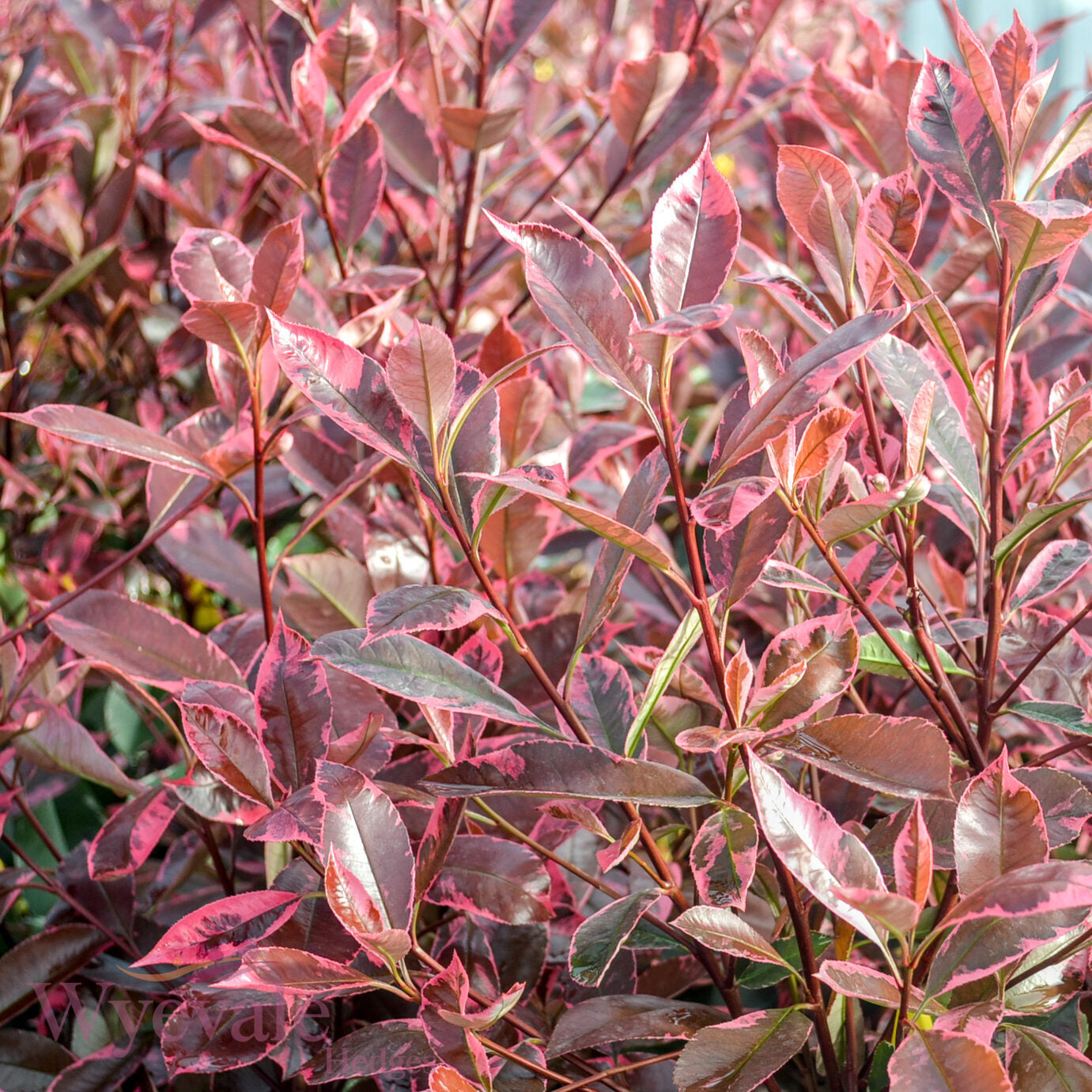 Photinia x fraseri (Red Robin) 'Louise'