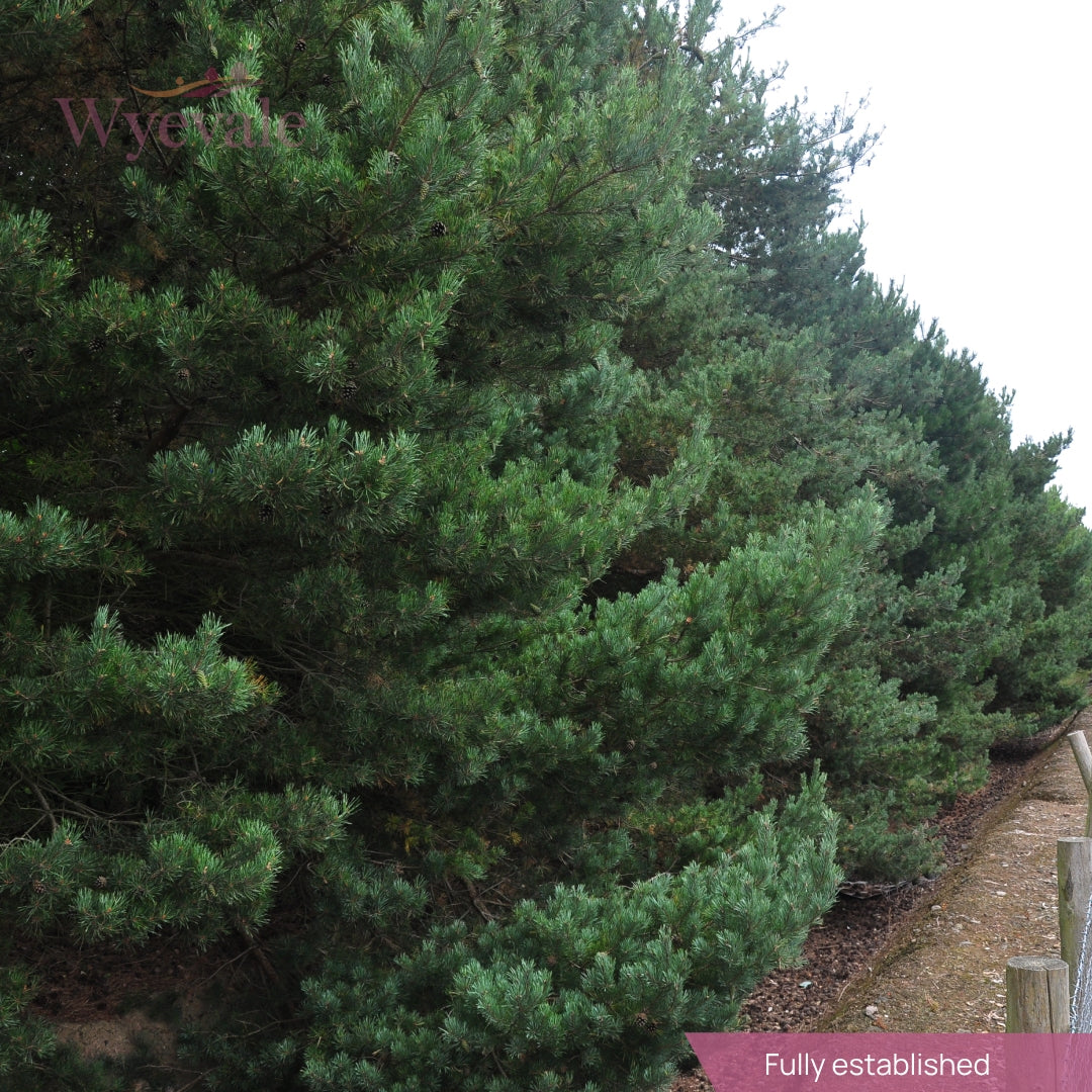 Bareroot Pinus sylvestris (Scots Pine)