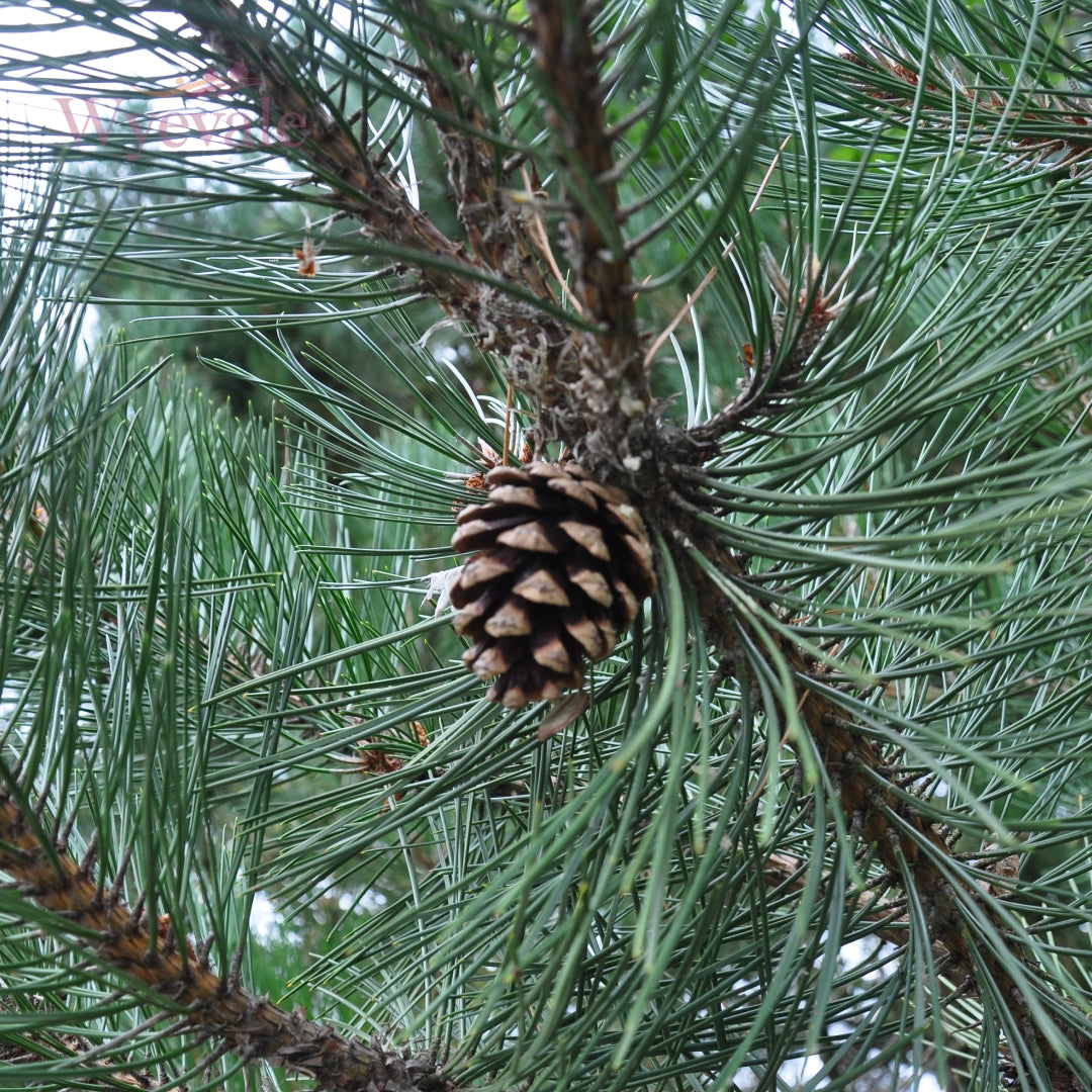 Bareroot Pinus sylvestris (Scots Pine)
