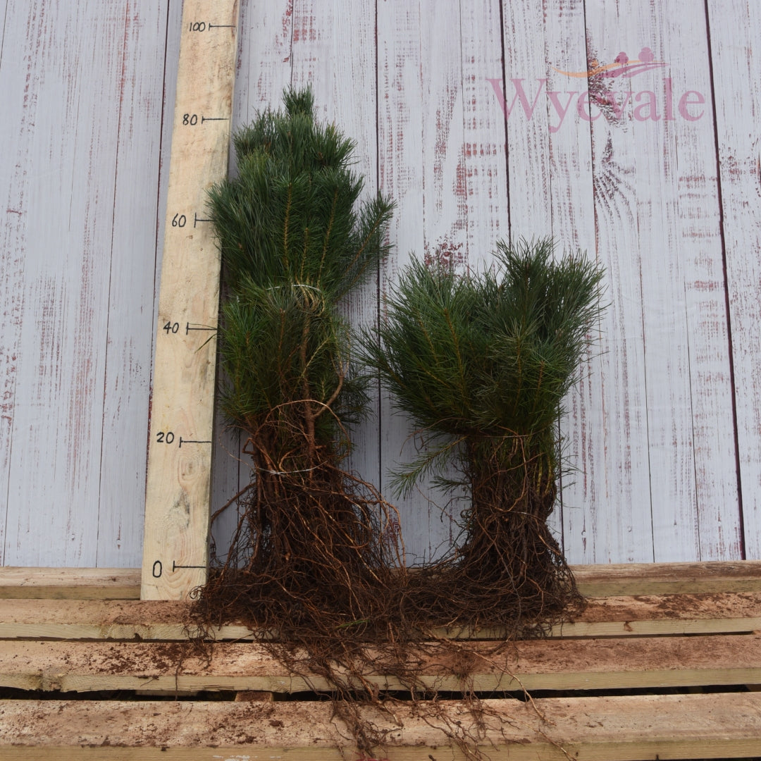 Pinus sylvestris (Scots pine) 3 Year Undercut (Pack of 10)