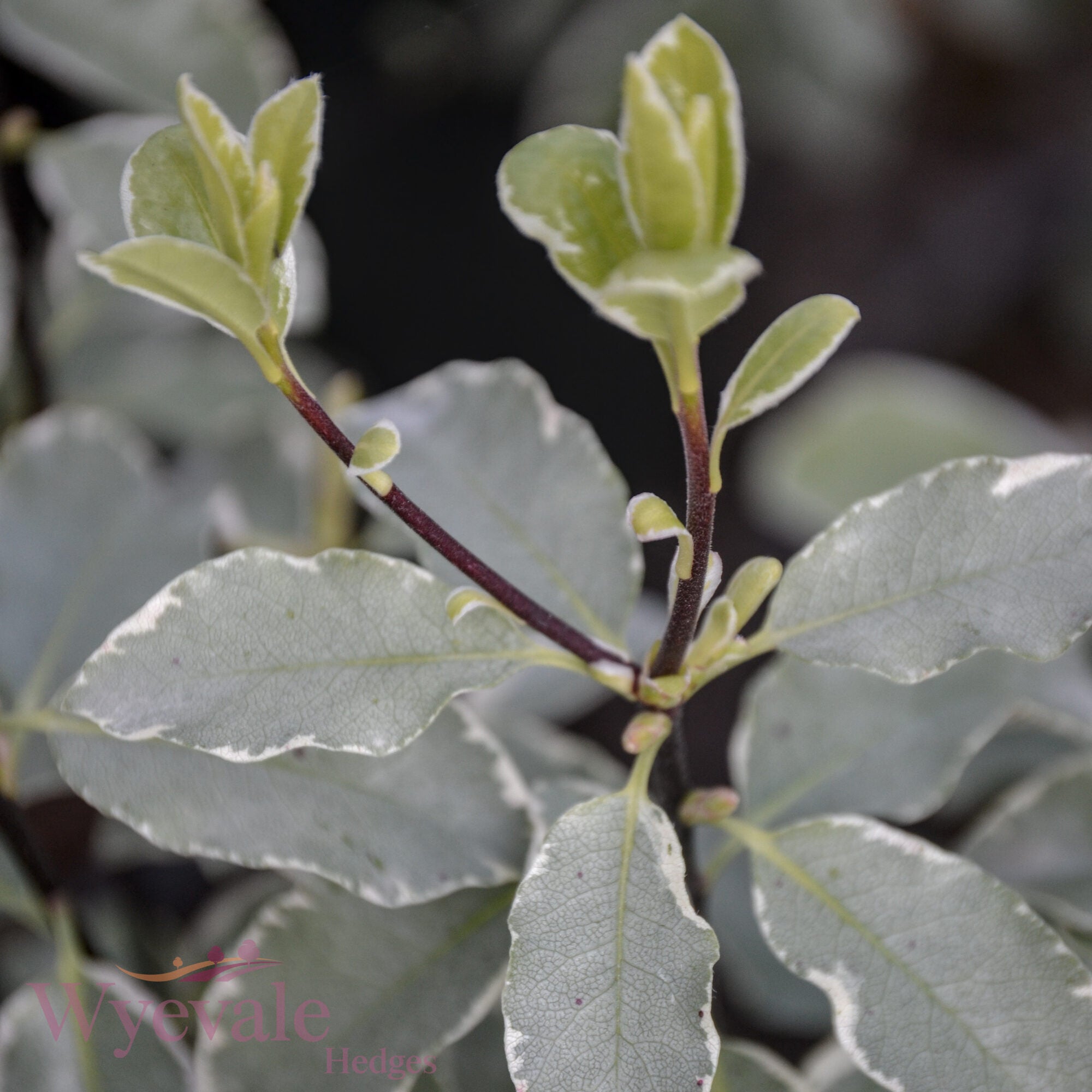 Pittosporum 'Collaig Silver'