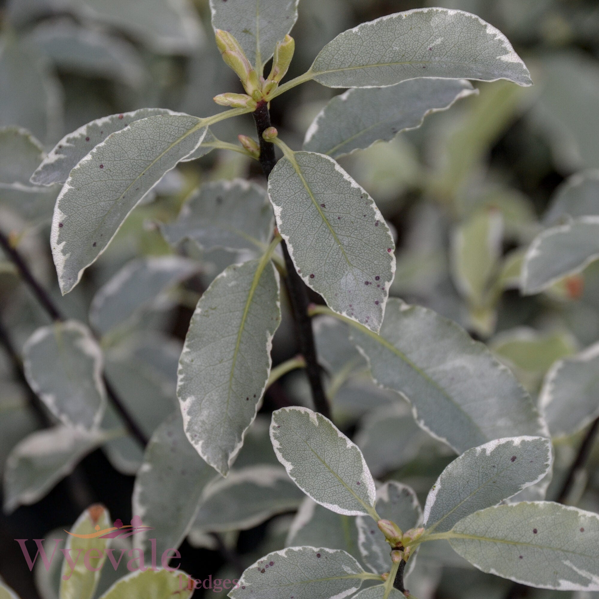 Pittosporum 'Collaig Silver'