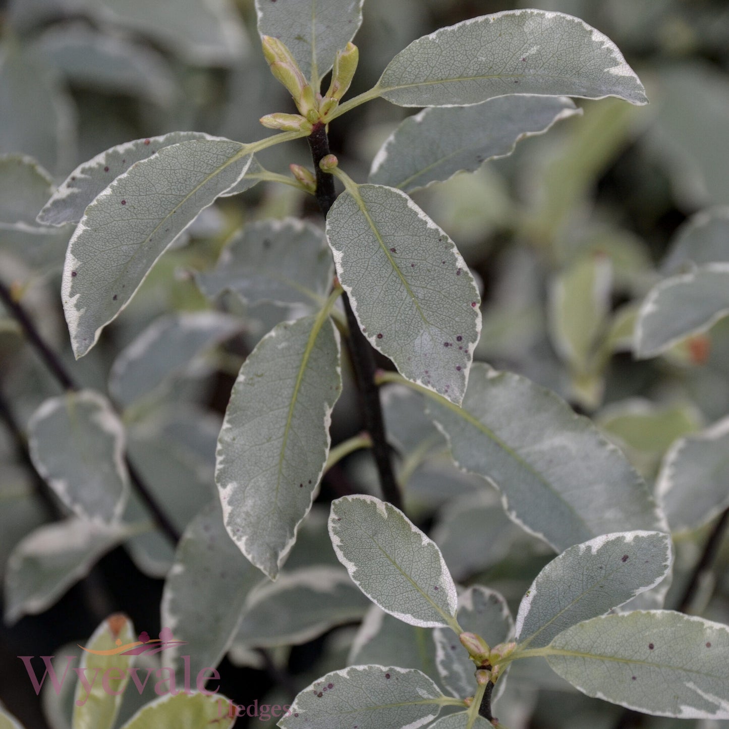 Pittosporum 'Collaig Silver'