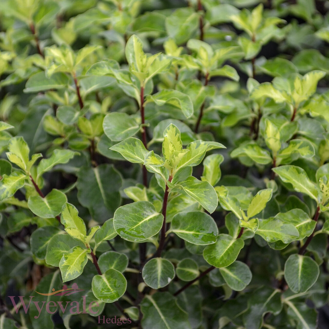 Pittosporum tenuifolium (Kohuhu) 'Golden King'