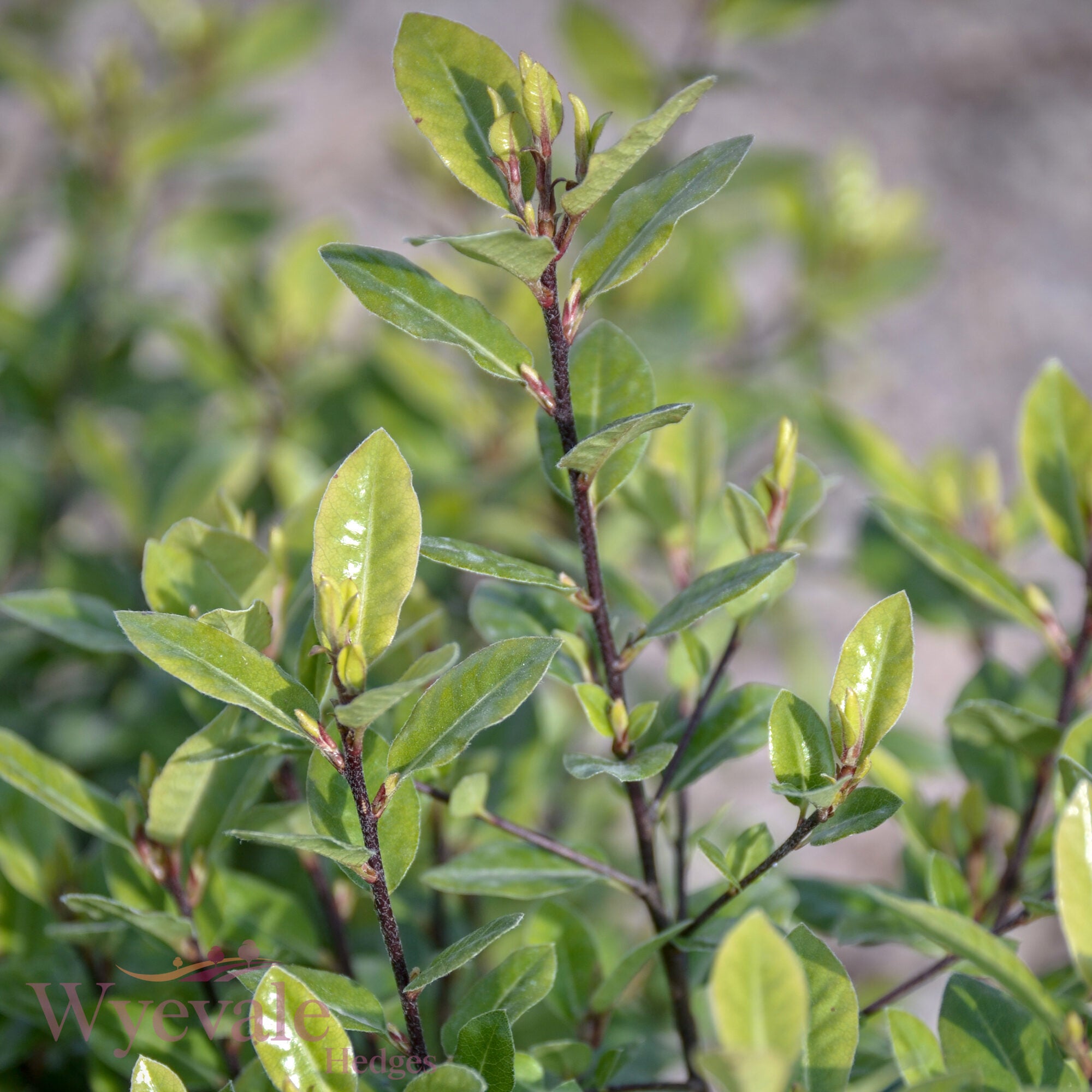 Pittosporum tenuifolium (Kohuhu) 'Golf Ball'