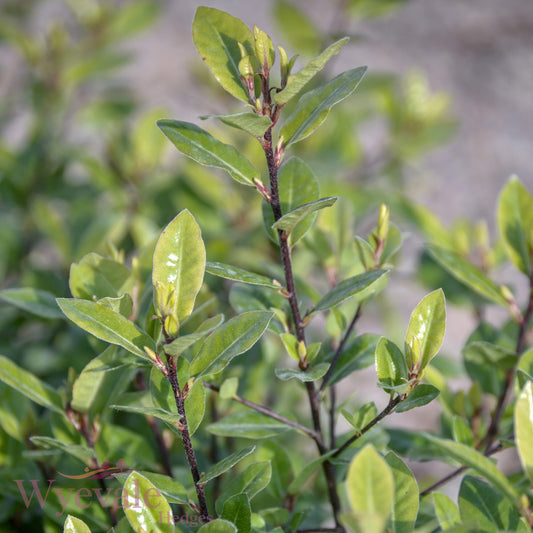 Pittosporum tenuifolium (Kohuhu) 'Golf Ball'
