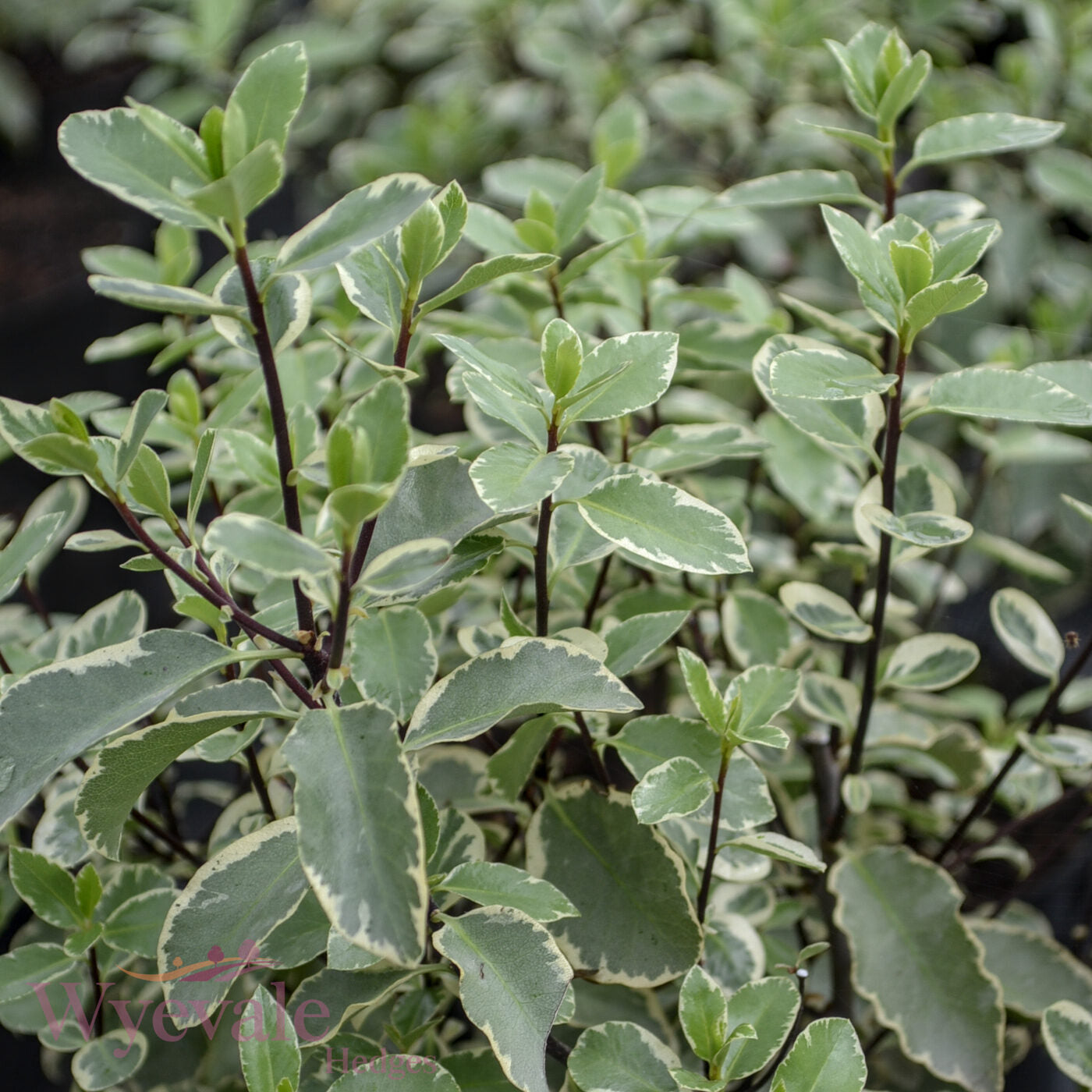 Pittosporum 'Collaig Silver'