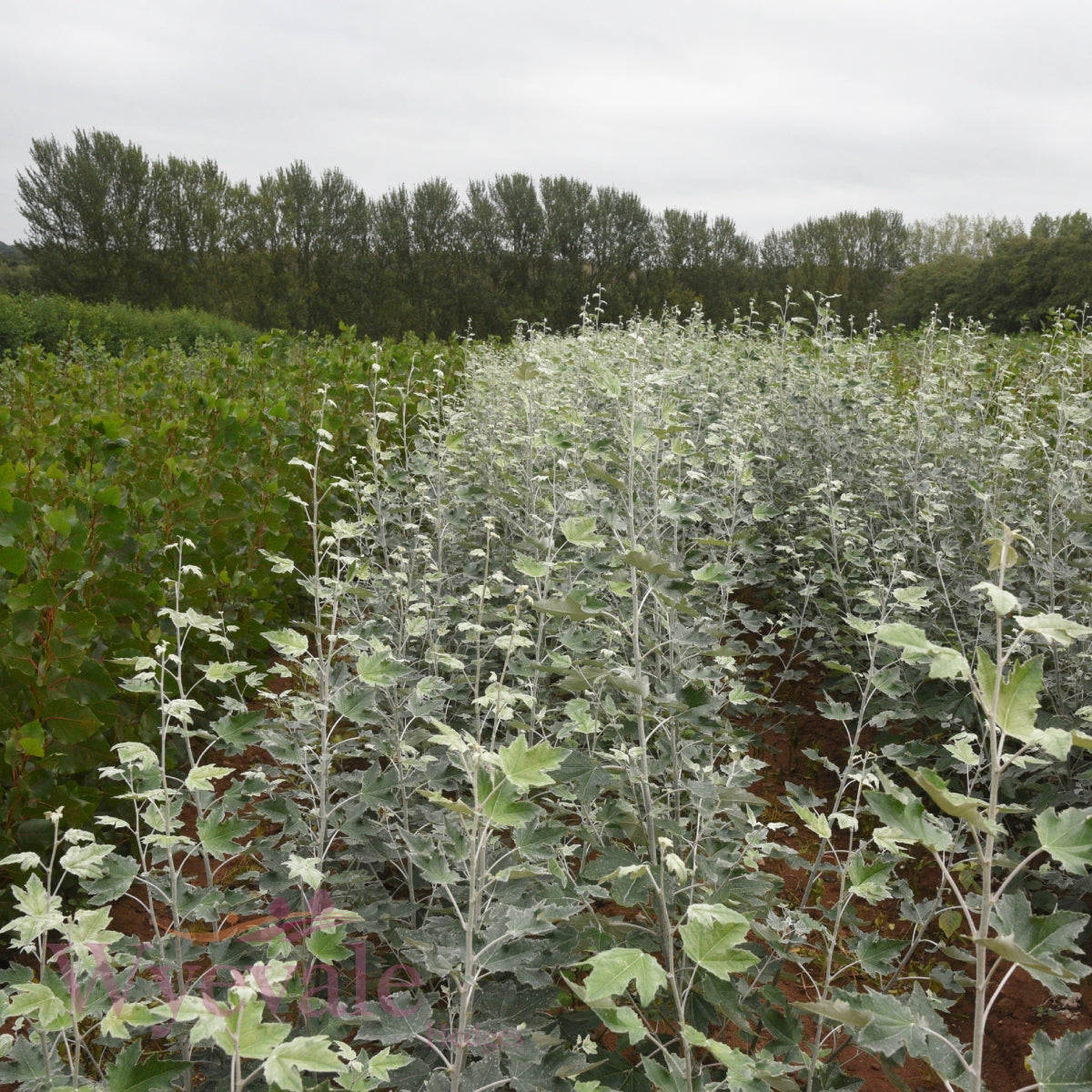 Populus tremula (European aspen) 2 Year Transplant (Pack of 25)