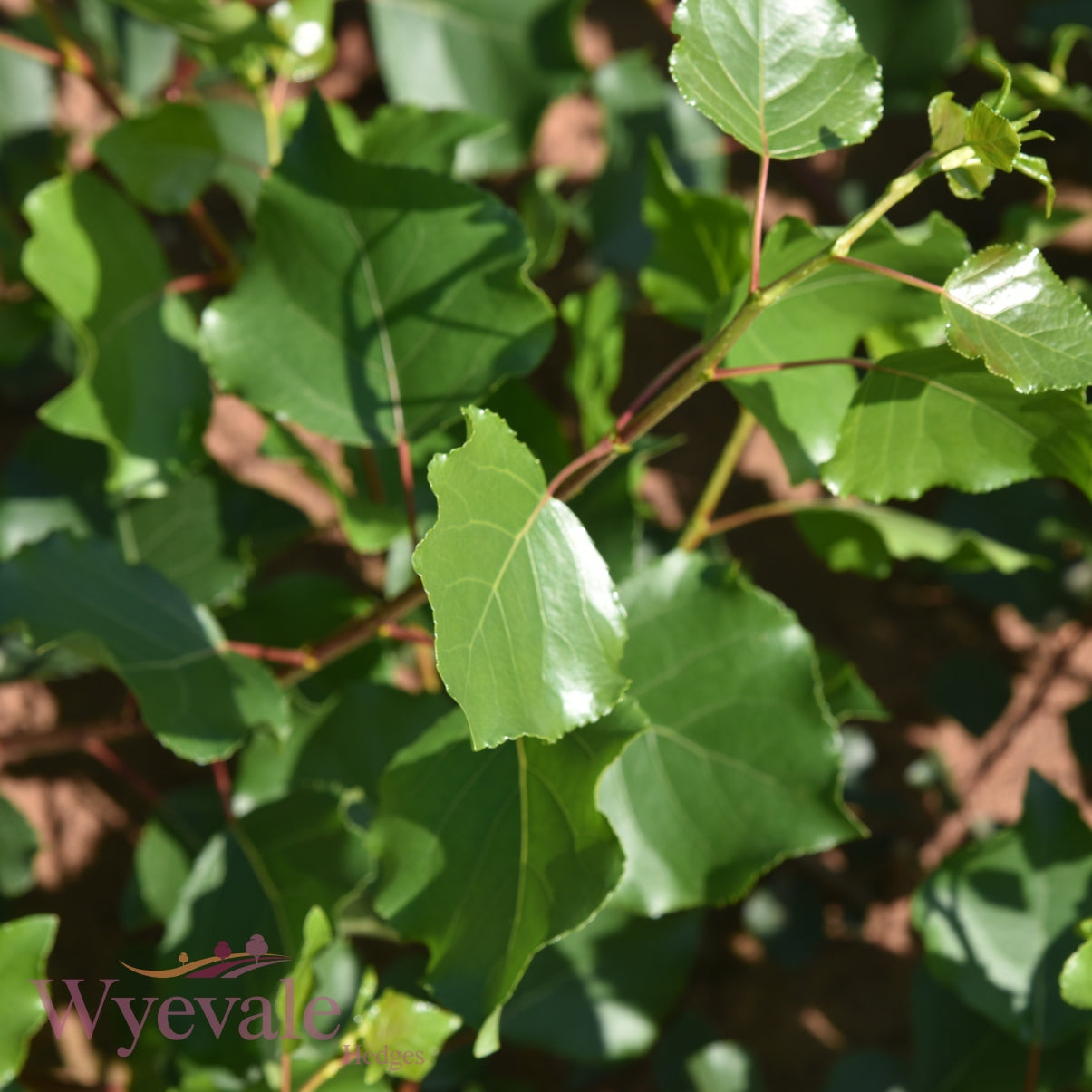 Populus nig. Betulifolia (Native Black Poplar) 1 Year Seedling (Pack of 25)