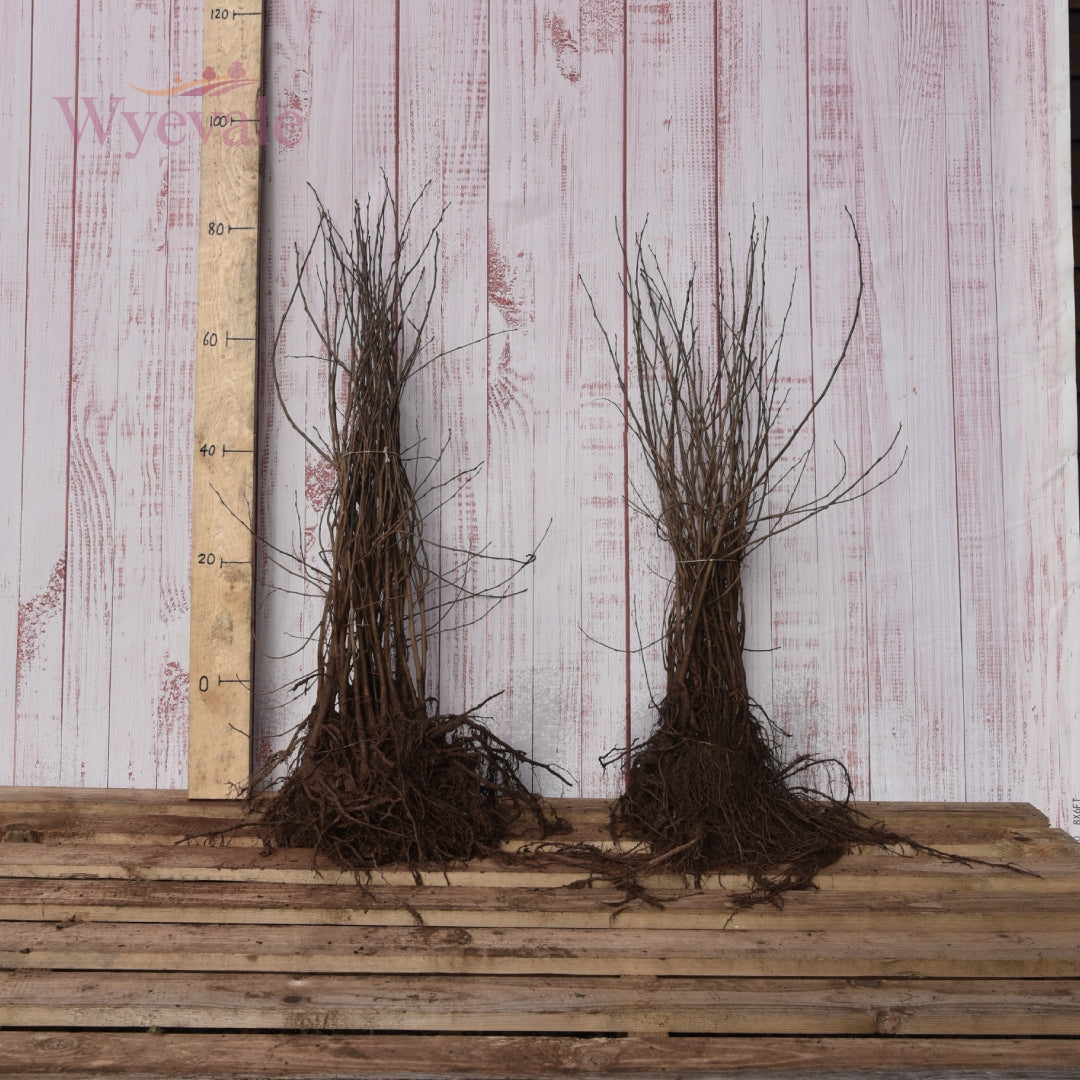 Populus tremula 1+1.jpg__PID:97e92c4a-f776-4b92-adfc-a59e9d462209