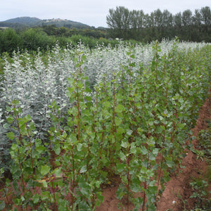 Bareroot Populus nigra (Lombardy Poplar) 'Italica'