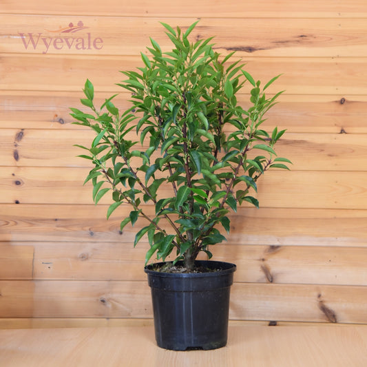 Prunus lusitanica (Portuguese laurel) 3L Container (Pack of 30)