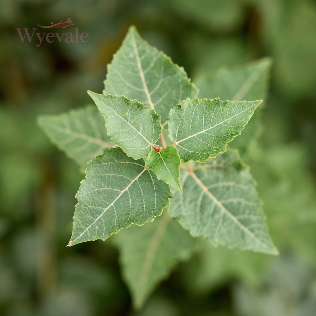 Populus (Poplar)