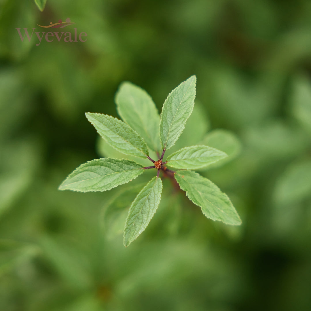 Bareroot Prunus spinosa (Blackthorn)
