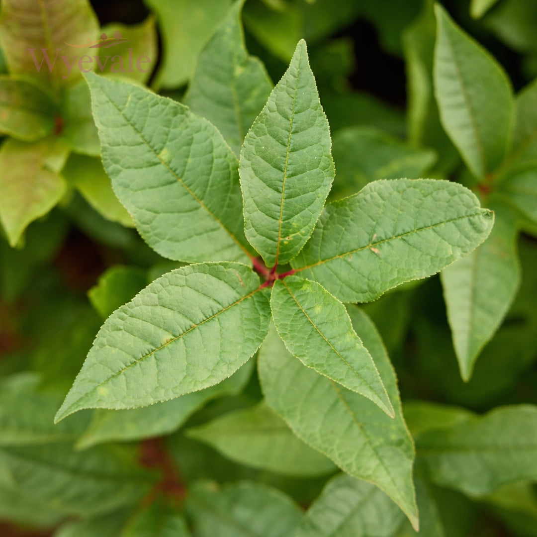 Bareroot Prunus padus (Bird Cherry)