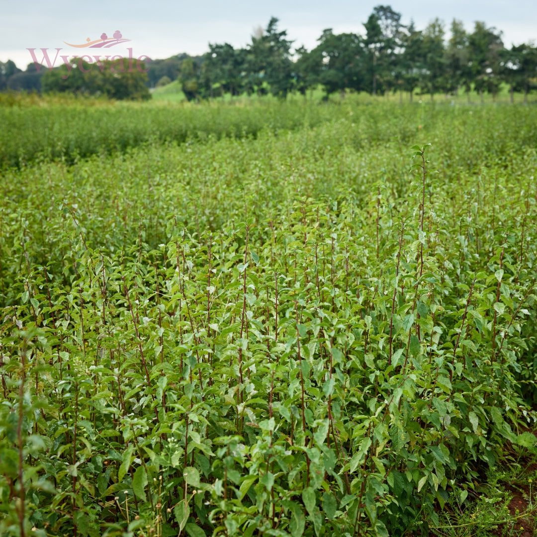 Bareroot Prunus spinosa (Blackthorn)