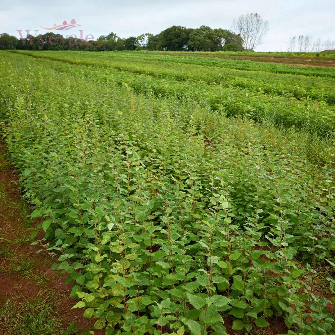 Populus (Poplar)