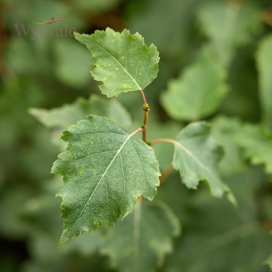 Betula (Birch)