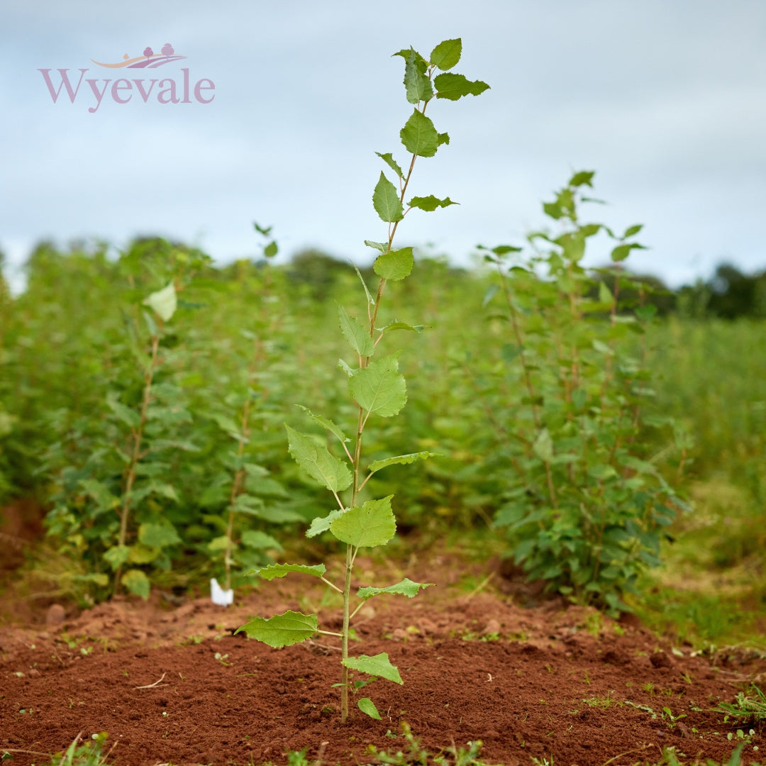 Populus (Poplar)
