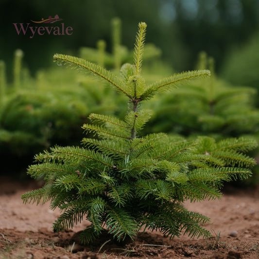 Picea abies (Norway spruce)