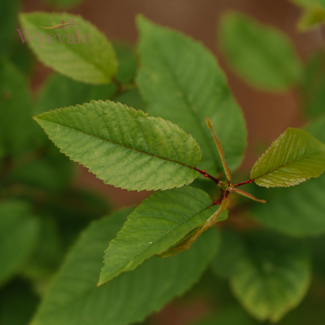 Prunus avium (Wild cherry)