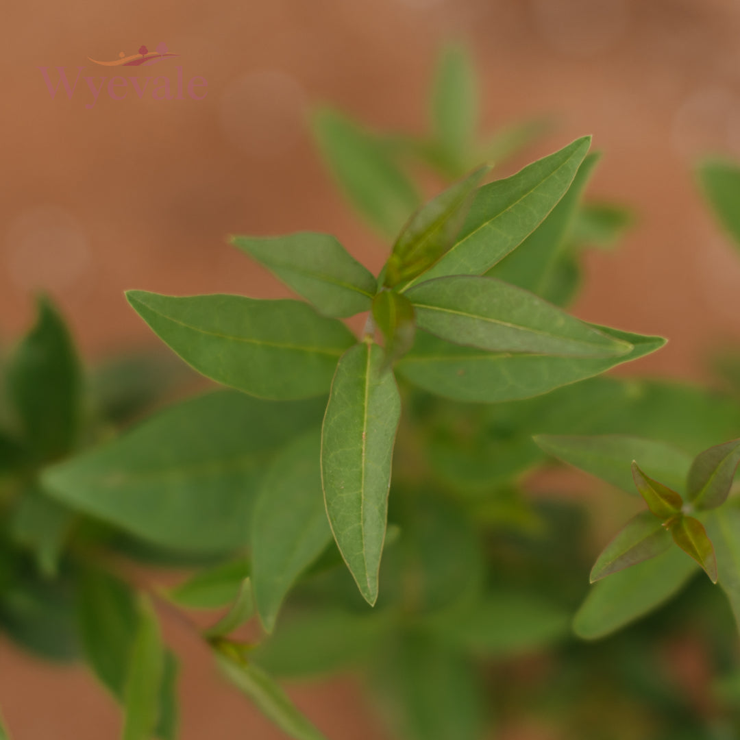 Bareroot Ligustrum vulgare (Wild Privet)