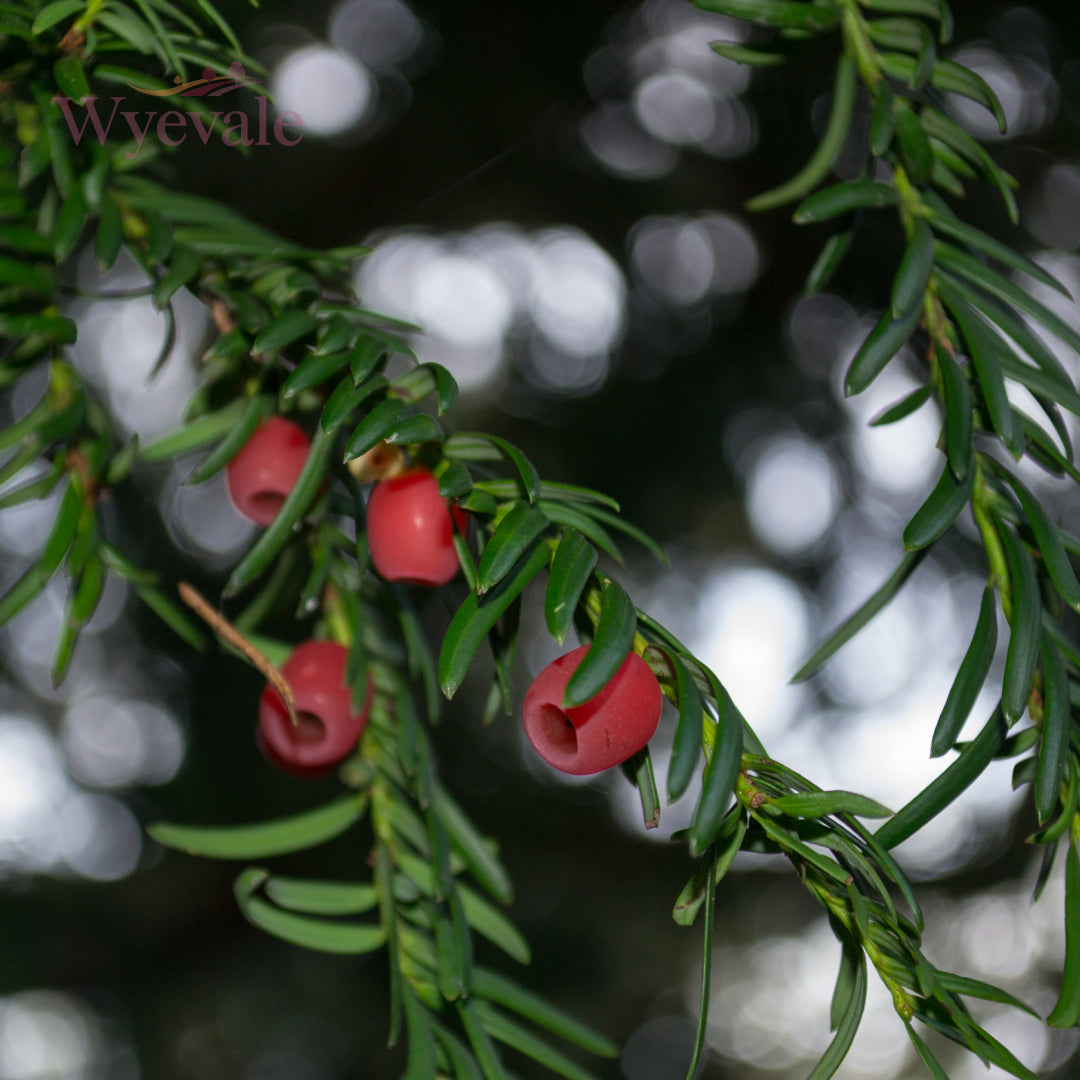 Taxus baccata (Yew)