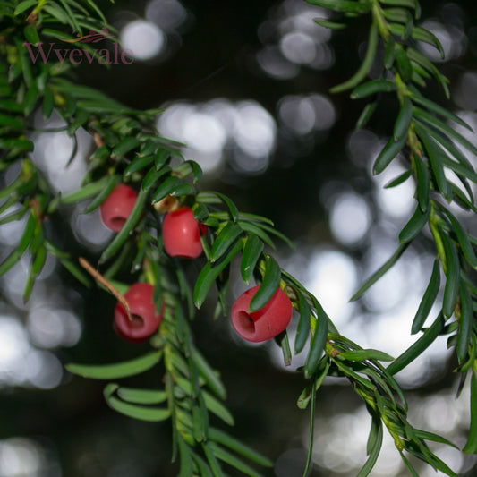Taxus baccata (Yew)