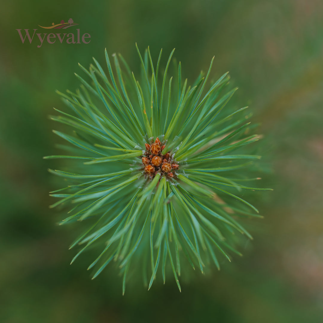 Bareroot Pinus sylvestris (Scots Pine)