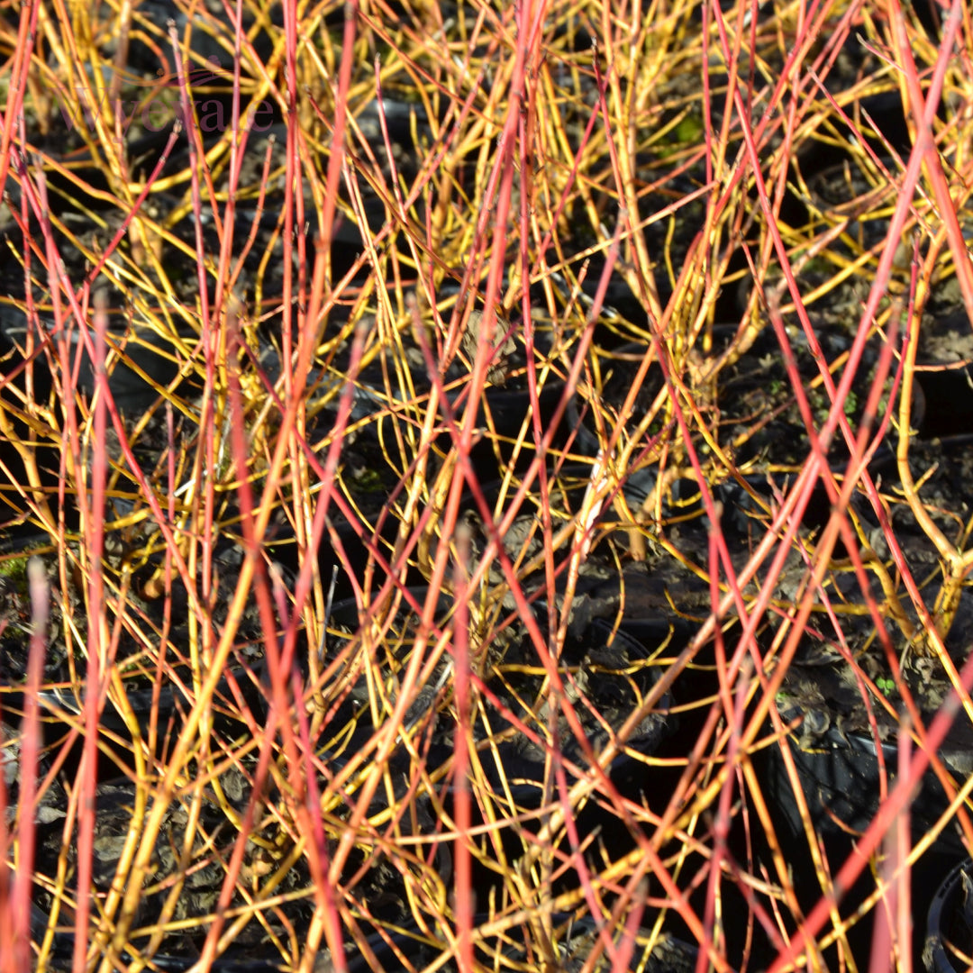 Cornus (Dogwood)
