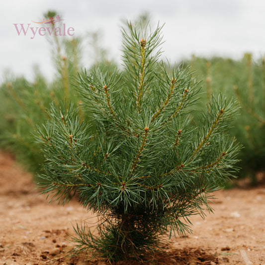 Pinus sylvestris (Scots pine)