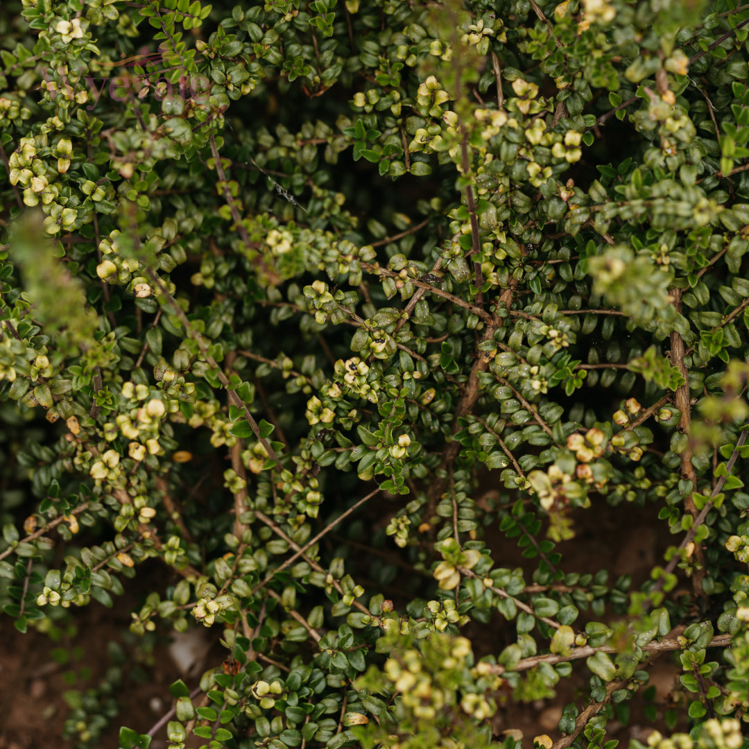 Bareroot Lonicera nitida (Box Honeysuckle)