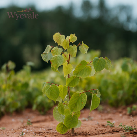 Tilia cordata (Small-Leaved Lime) 2 Year Undercut (Pack of 25)