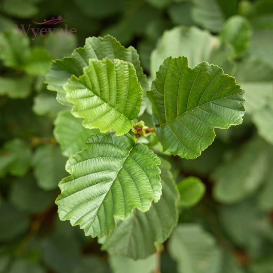 Top-down perspective of Alnus glutinosa, commonly known as Alder. The intricate canopy of dark green leaves presents a captivating aerial view. The lush foliage of Alder provides shade and character