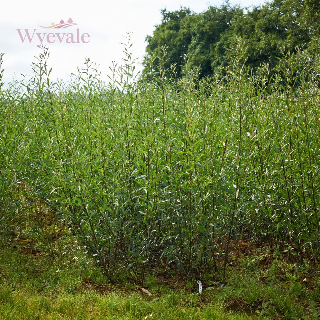 Bareroot Salix caprea (Goat Willow)
