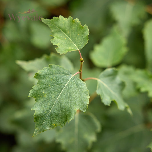 Close-up shot capturing the intricate details of Silver Birch leaves. The delicate, serrated edges and silvery-green hues of the leaves are beautifully highlighted