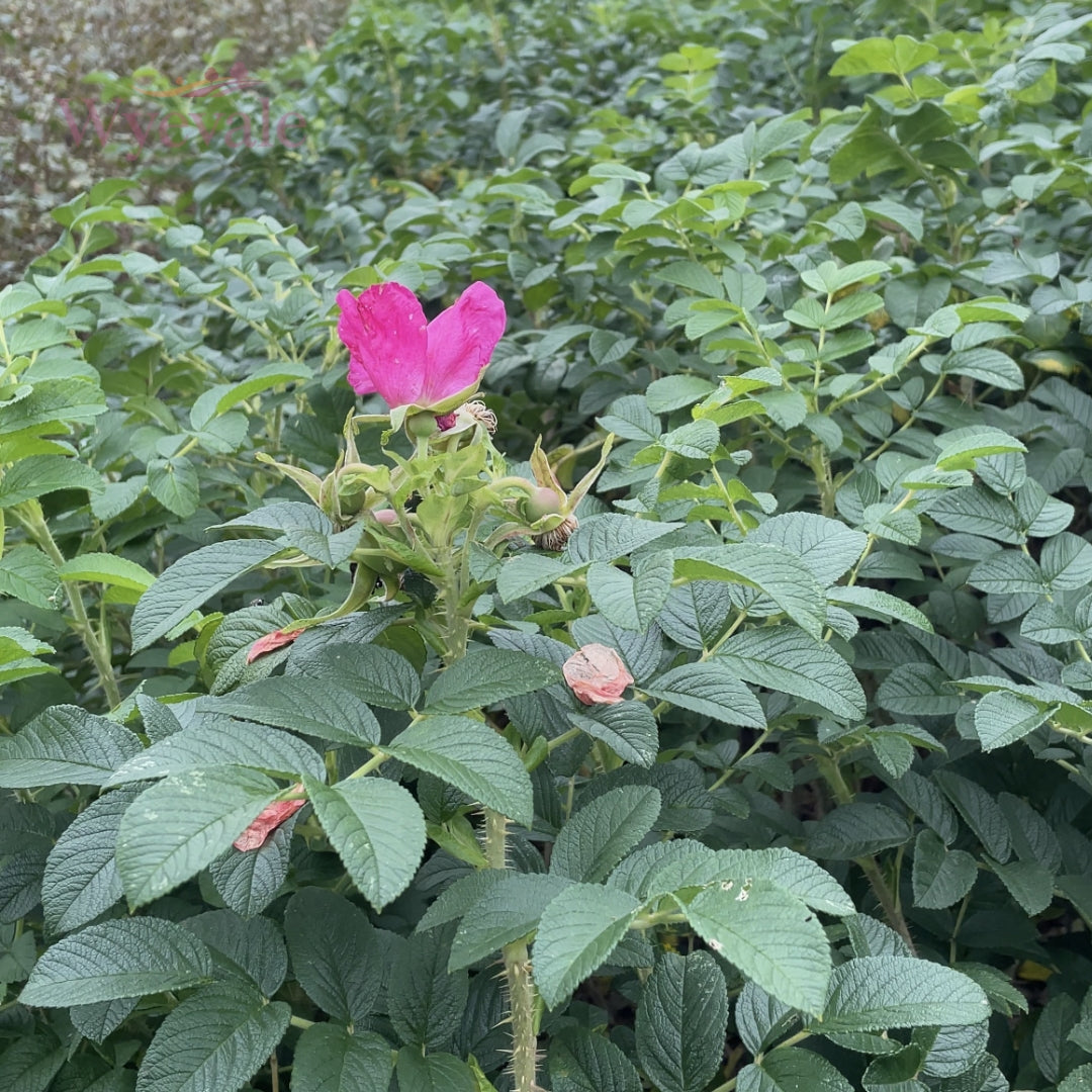 Rosa rugosa 'Rubra' (rugosa rose) 2 Year Transplant (Pack of 25)