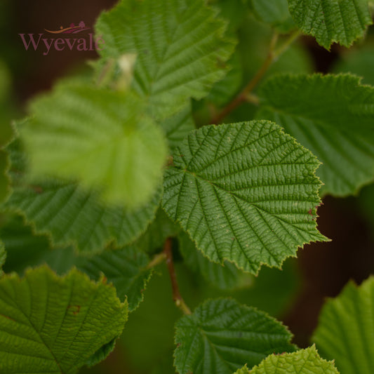 Close-up view of Hazel leaves, highlighting the intricacies of the textured foliage