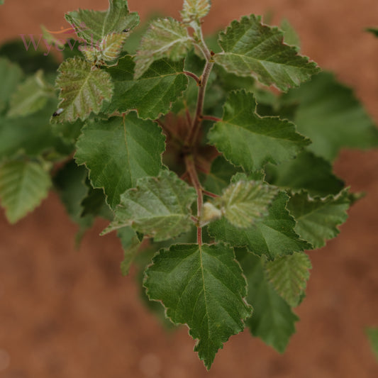 Top-down view of Downy Birch leaves. The image showcases the distinctive features of Betula pubescens foliage, including the downy texture and vibrant green color, seen from above