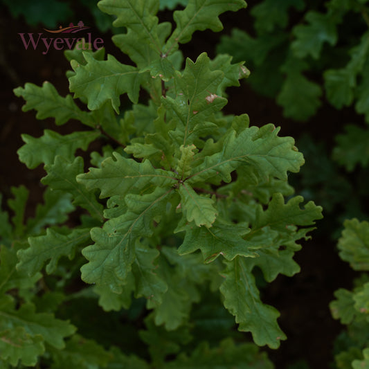 Quercus petraea (Sessile Oak) 2 Year Undercut (Pack of 25)